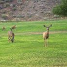 Camping
Wildlife
Deer
Grass
Mountains